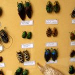 phoca_thumb_l_coleopteres cetoines
