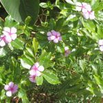 plante9