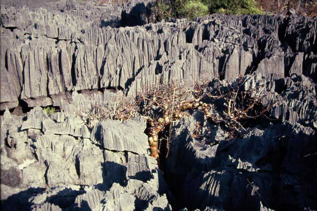 tsingy5